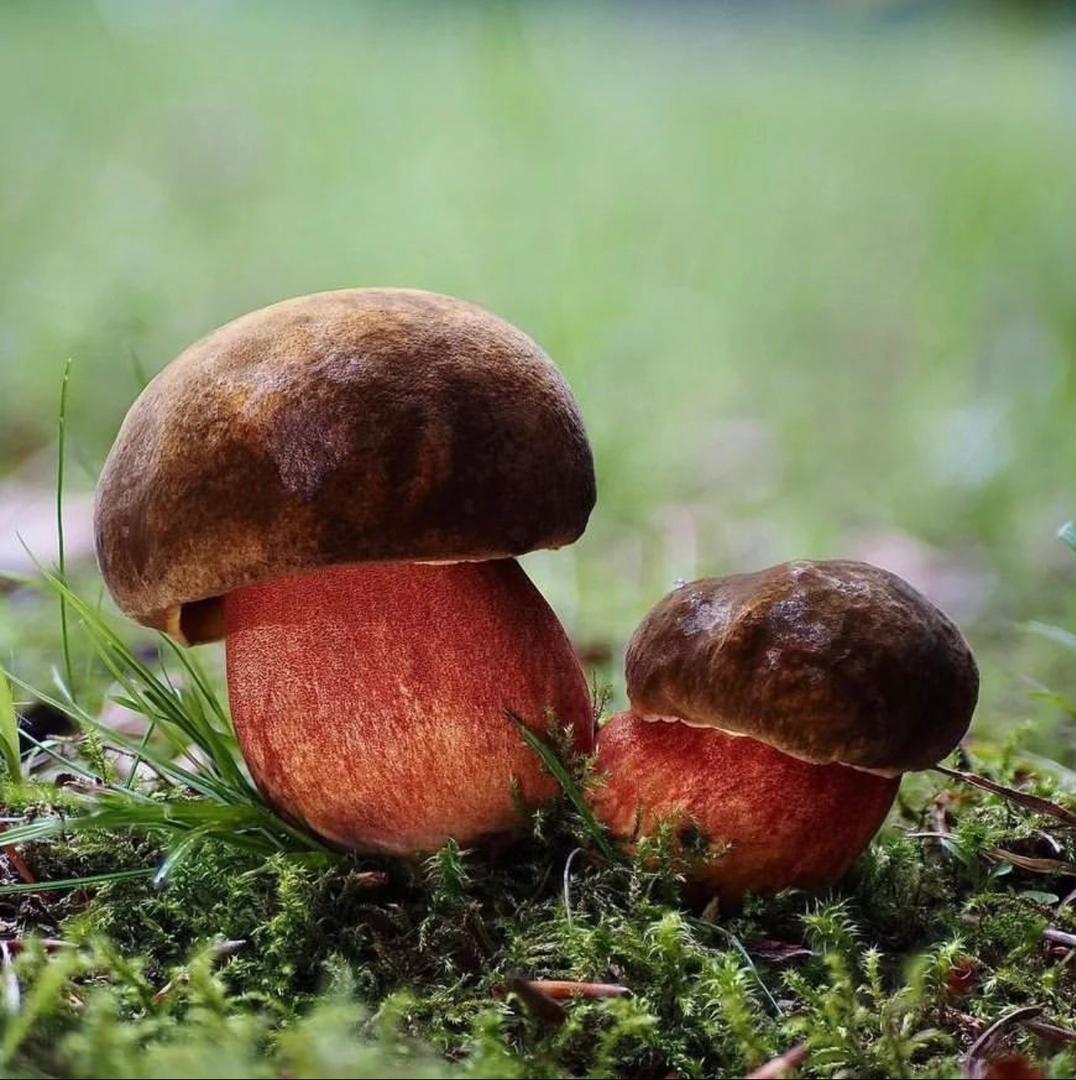 Psilocybin Mushrooms