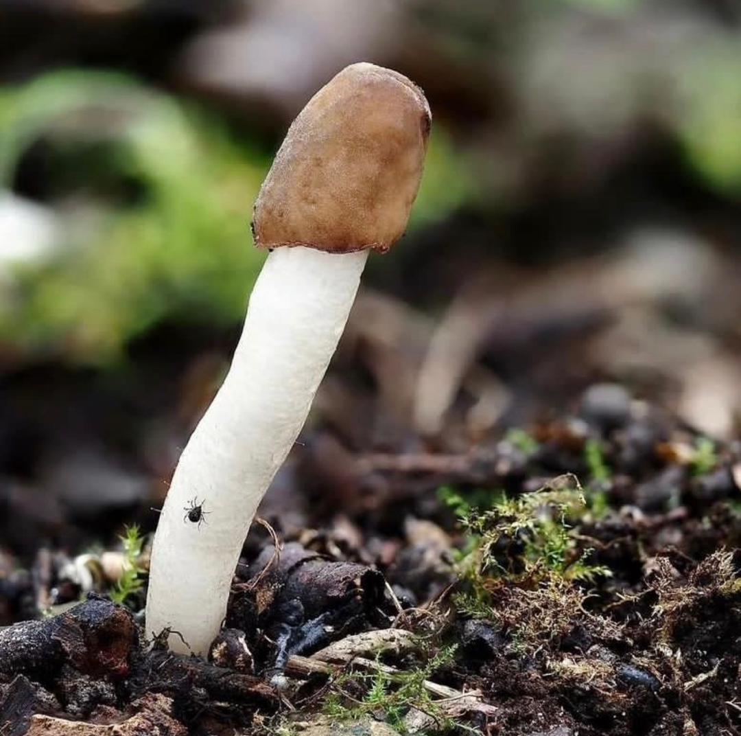  Psilocybin Mushrooms